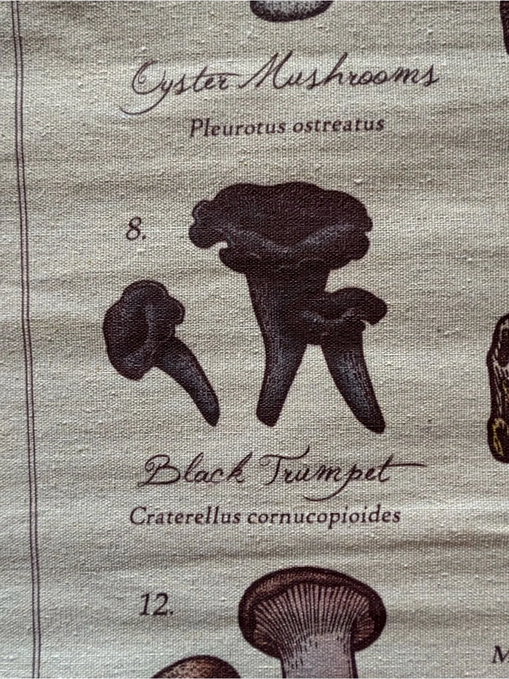 Mushrooms of the World Wall Hanging - Neutral Brown Canvas